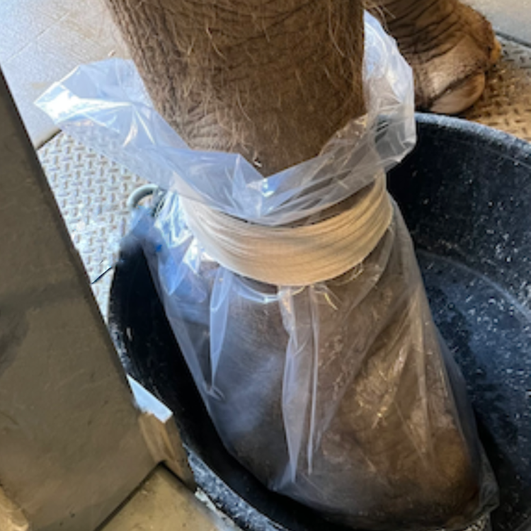 Dioxyfin Elephant Foot and Lower Leg Sleeves (10 Pack)
