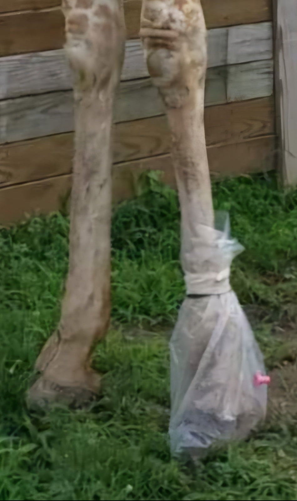 Dioxyfin Giraffe Tibia Sleeves